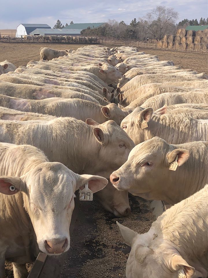 Charolais open/Bred Heifers, Bulls & calves for sale ....